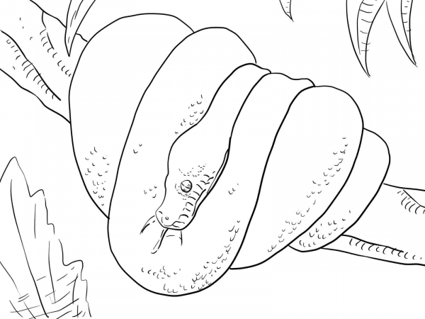 Green Tree Python coloring page image