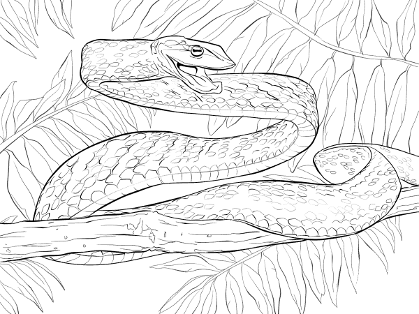 Green Vine Snake in Threat Posture coloring page image