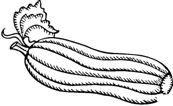 Green Zucchini  coloring page image