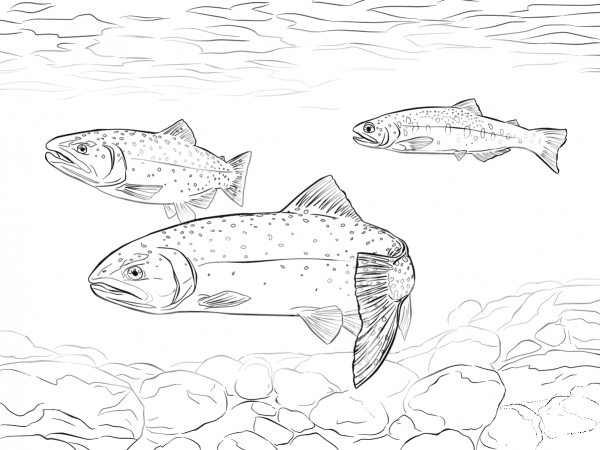 Greenback Cutthroat Trout coloring page image