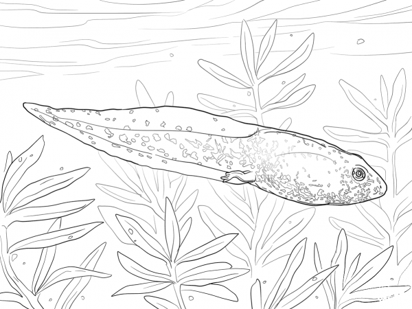 Greenfrog Tadpole coloring page image