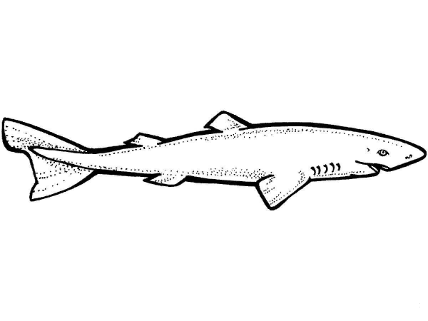 Greenland Shark coloring page image