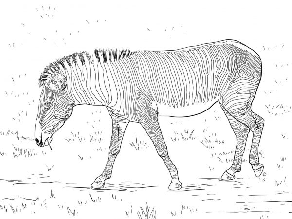 Grevyâs Zebra or Imperial Zebra coloring page image