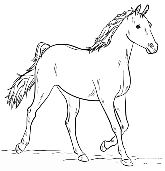 Grey Arabian Horse coloring page image