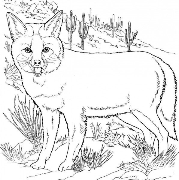 Grey Fox coloring page image