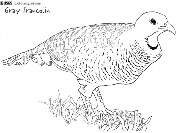 Grey Francolin coloring page image