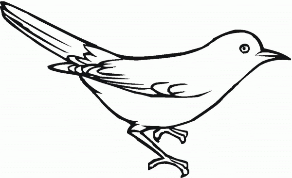 Grey Jay  coloring page image
