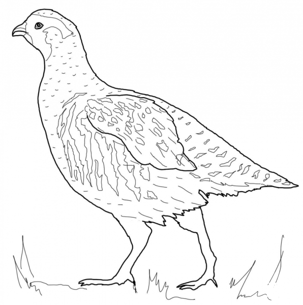 Grey Partridge coloring page image