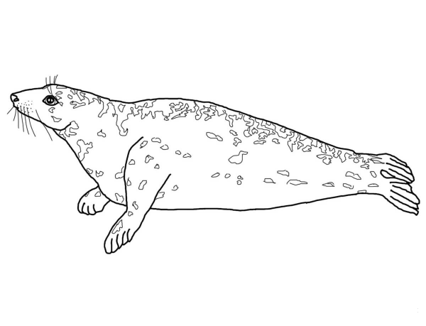 Grey Seal coloring page image