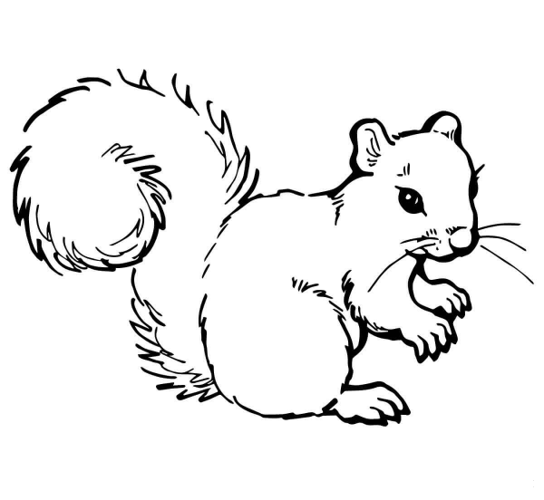 Grey Squirrel coloring page image