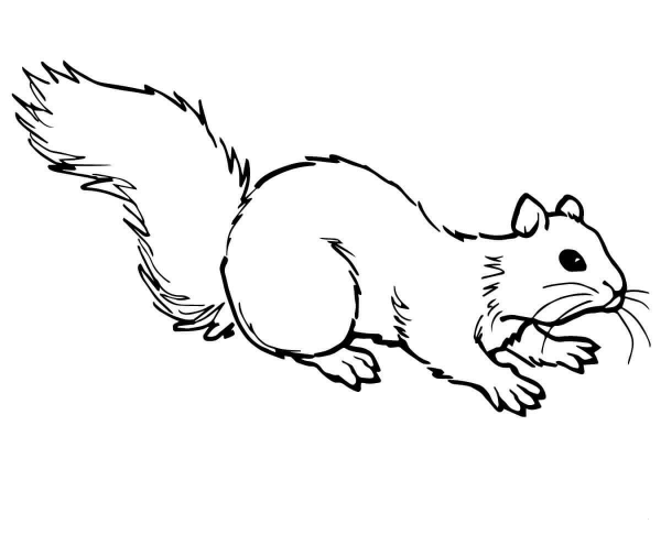 Grey Squirrel on Ground coloring page image