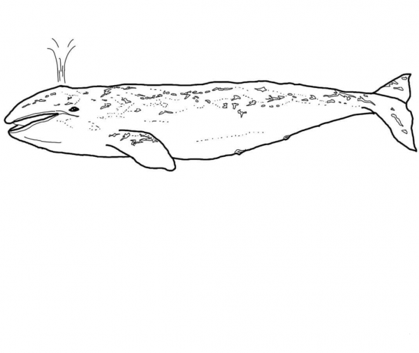 Grey Whale coloring page image