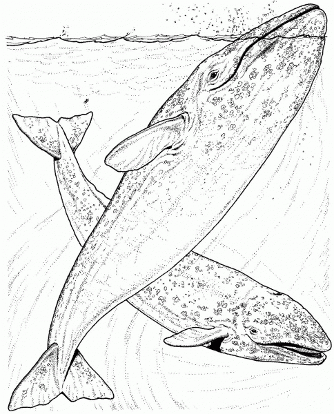 Grey Whales coloring page image