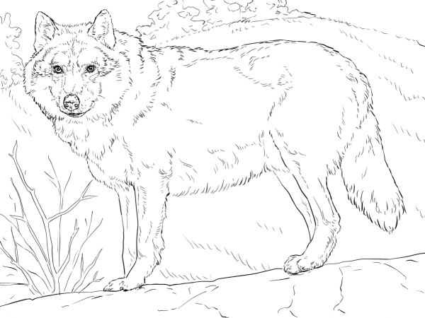 Grey Wolf coloring page image