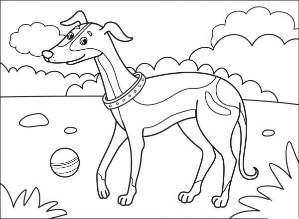 Greyhound coloring page image