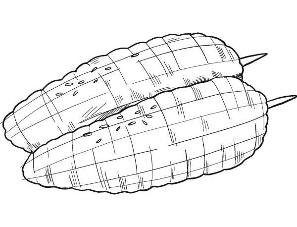 Grilled Corn coloring page image