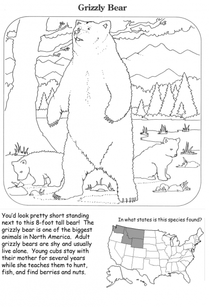 Grizzly Bear coloring page image