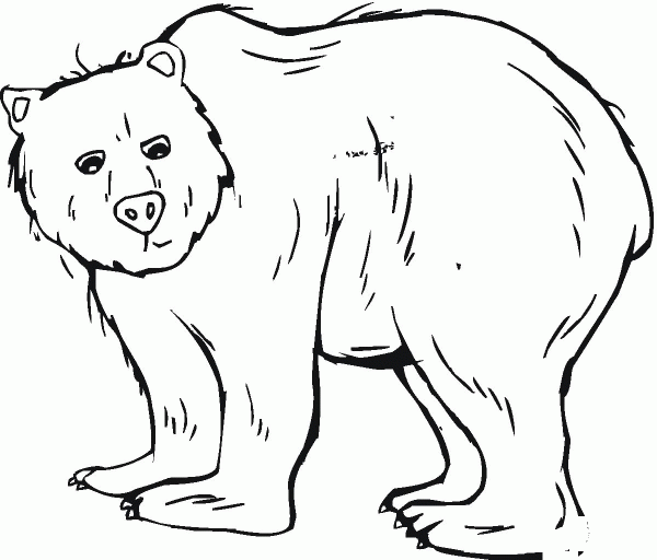 Grizzly Bear coloring page image