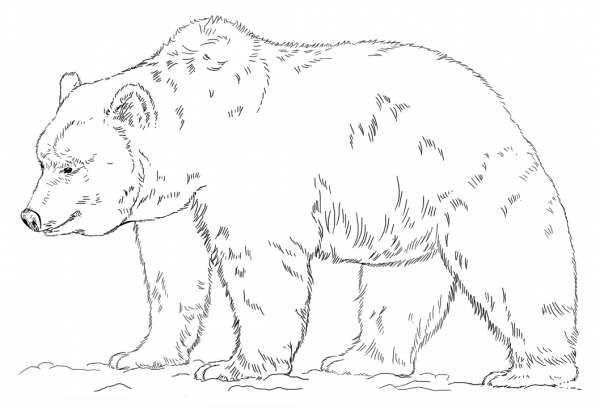 Grizzly Bear coloring page image