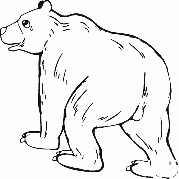 Grizzly Bear coloring page image