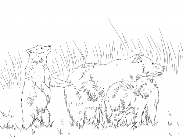 Grizzly Bear with Two Cute Cubs coloring page image