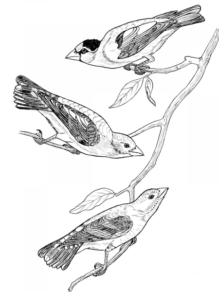 Grosbeak Birds coloring page image