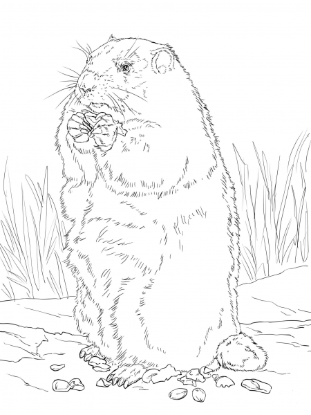 Groundhog Eating Corn coloring page image