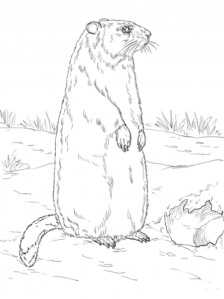 Groundhog is Standing Near Den Entrance coloring page image