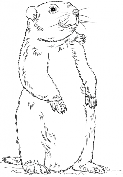 Groundhog Standing coloring page image