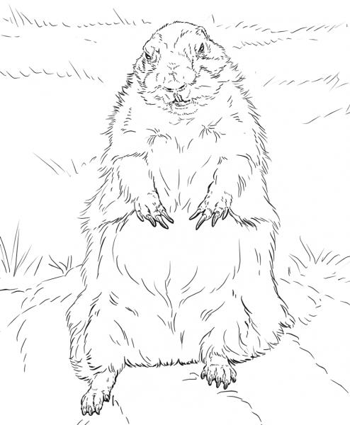 Groundhog standing up coloring page image
