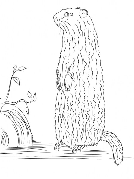 Groundhog Standing up coloring page image