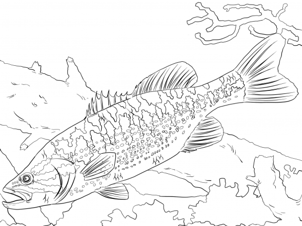 Guadalupe Bass coloring page image