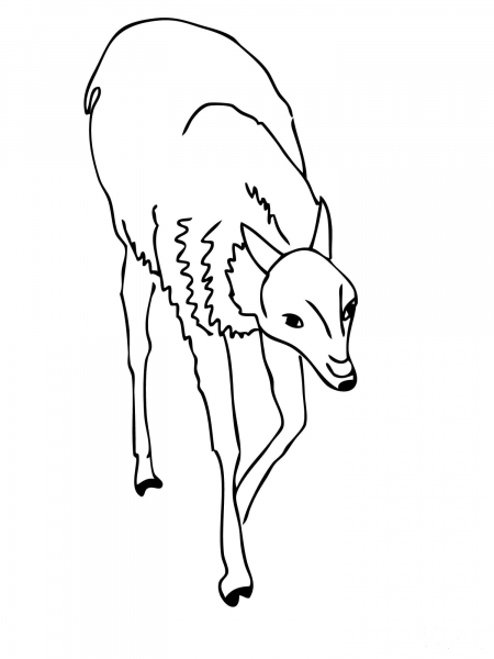 Guanaco Andean Camelid coloring page image