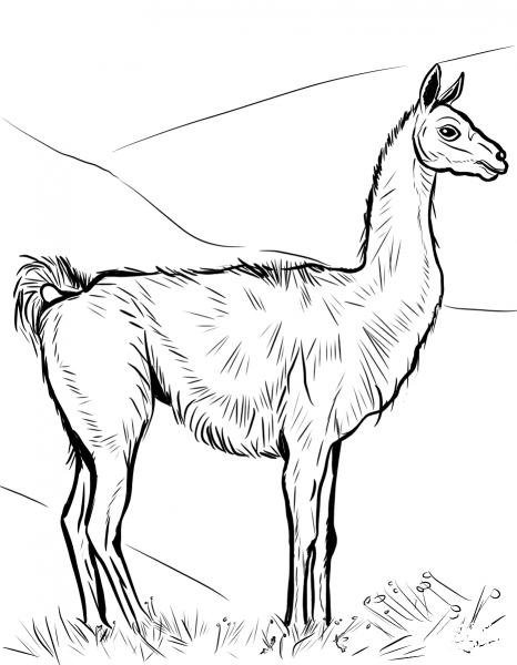 Guanaco coloring page image