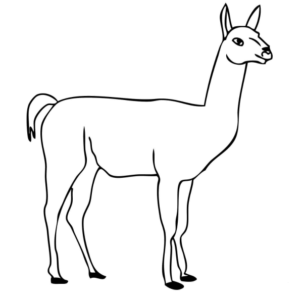 Guanaco coloring page image