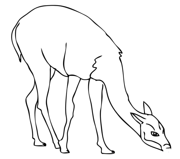 Guanaco on Pasture coloring page image