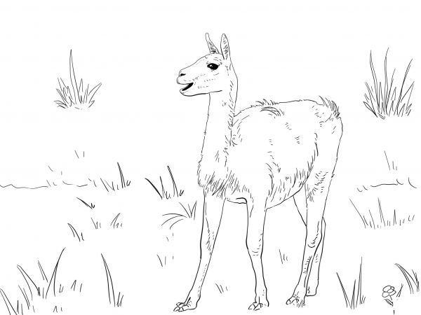 Guanaco South America Camelid coloring page image