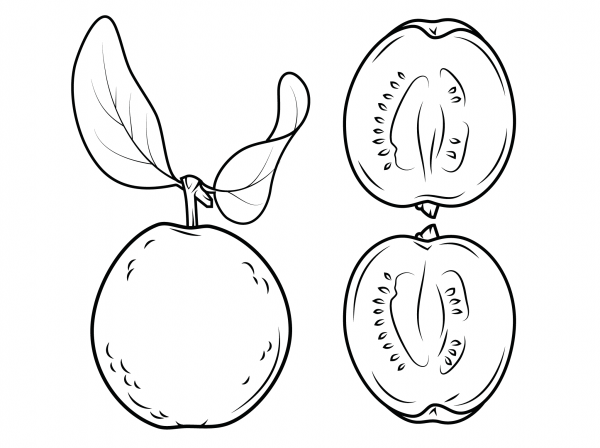 Guava and Its Cross Section coloring page image