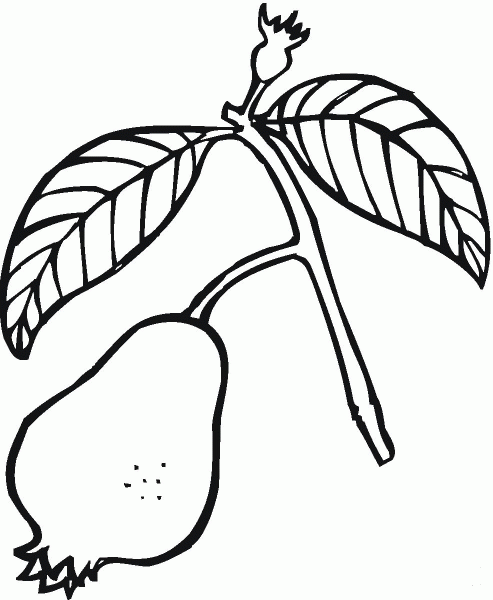 Guava coloring page image