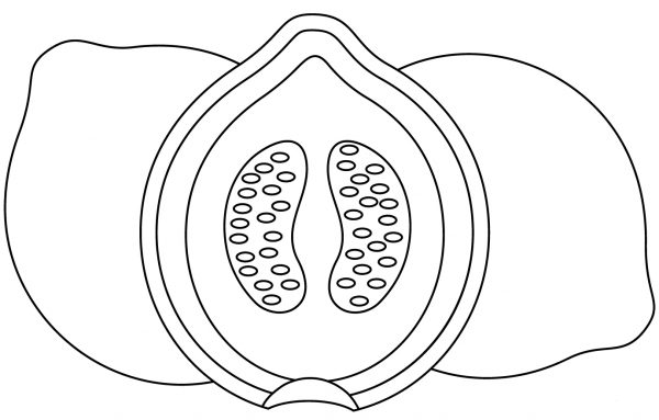 Guava coloring page image