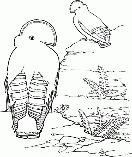 Guianan Cock of the Rock coloring page image
