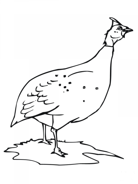 Guinea Fowl or Hen coloring page image