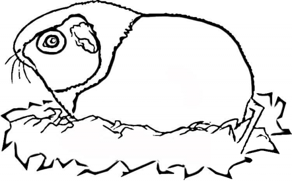 Guinea Pig  coloring page image