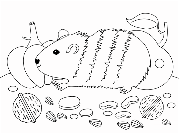 Guinea Pig coloring page image
