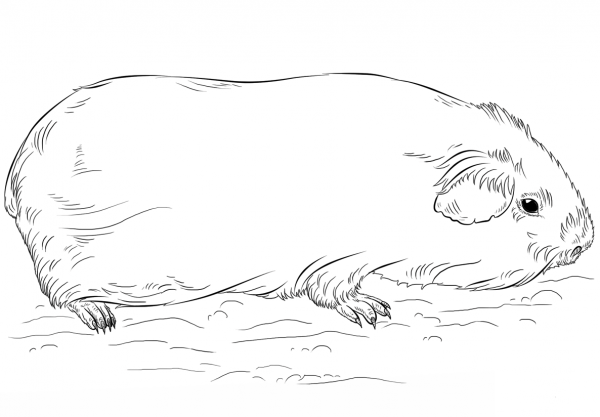 Guinea Pig coloring page image