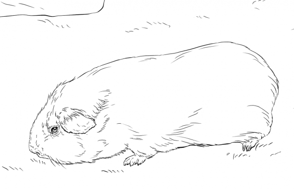 Guinea Pig coloring page image