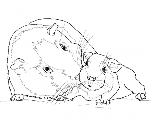 Guinea Pig Mother and Baby coloring page image