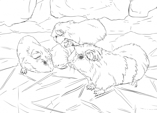 Guinea Pigs coloring page image