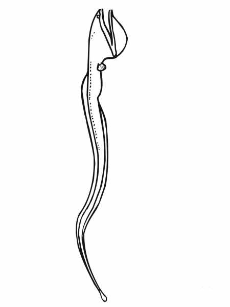 Gulper coloring page image
