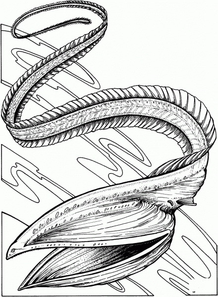 Gulper Eel coloring page image